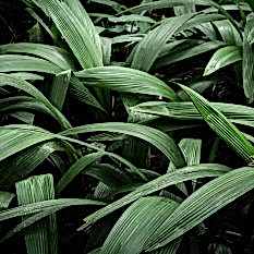 service-sg3 service-sg3