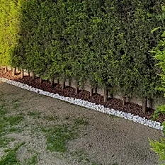 Ağaç Duvar Ağaç Duvar