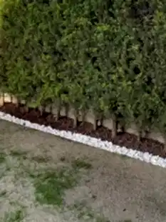 Ağaç Duvar Ağaç Duvar