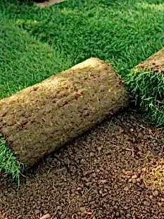 cim ekimi peyzaj cim ekimi peyzaj