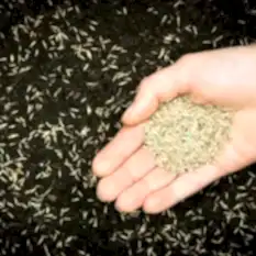 Tohum Delice Peyzaj Tohum Delice Peyzaj